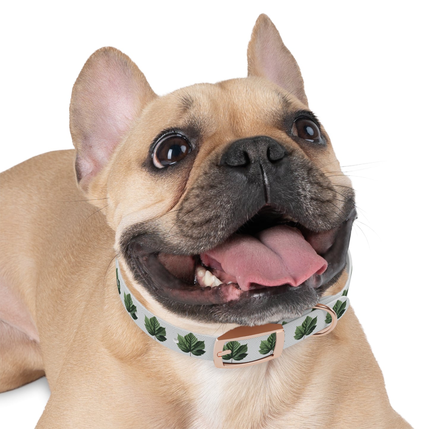 Stylish Dog Collar with Leaf Design, Trendy Pet Accessory, Perfect for Dog Lovers, Gifts for Pets, Outdoor Adventures, Summer Vibes