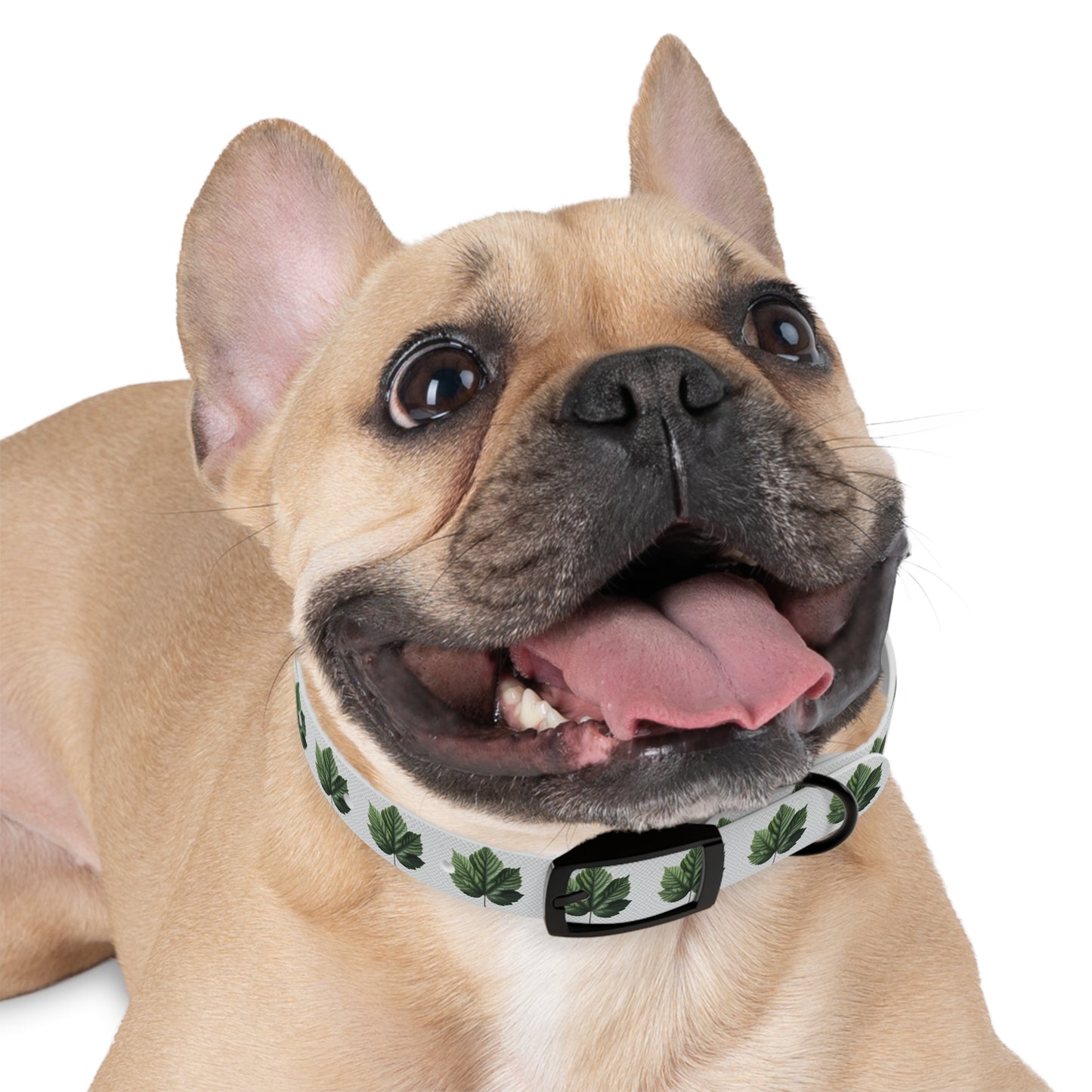 Stylish Dog Collar with Leaf Design, Trendy Pet Accessory, Perfect for Dog Lovers, Gifts for Pets, Outdoor Adventures, Summer Vibes
