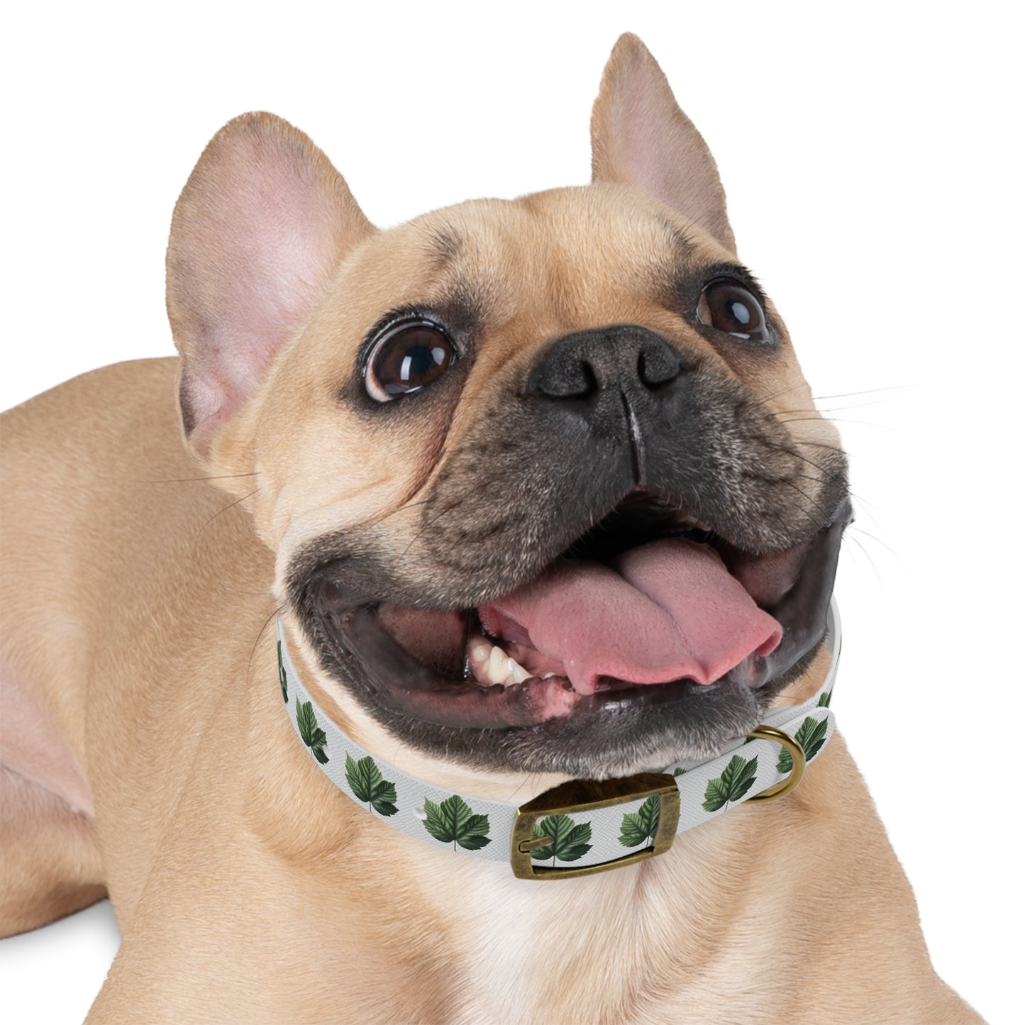 Stylish Dog Collar with Leaf Design, Trendy Pet Accessory, Perfect for Dog Lovers, Gifts for Pets, Outdoor Adventures, Summer Vibes