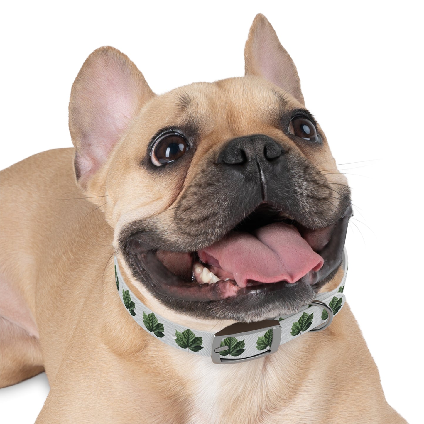 Stylish Dog Collar with Leaf Design, Trendy Pet Accessory, Perfect for Dog Lovers, Gifts for Pets, Outdoor Adventures, Summer Vibes